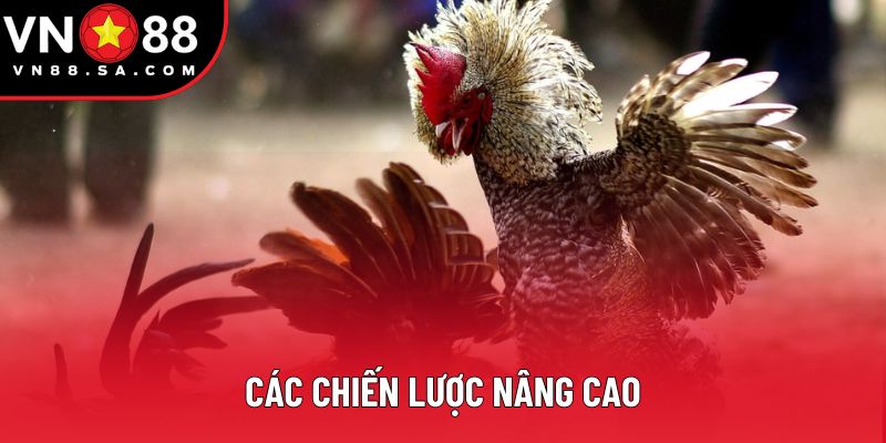 Các chiến lược nâng cao