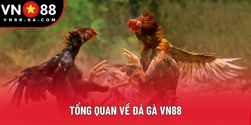 Tổng quan về đá gà VN88